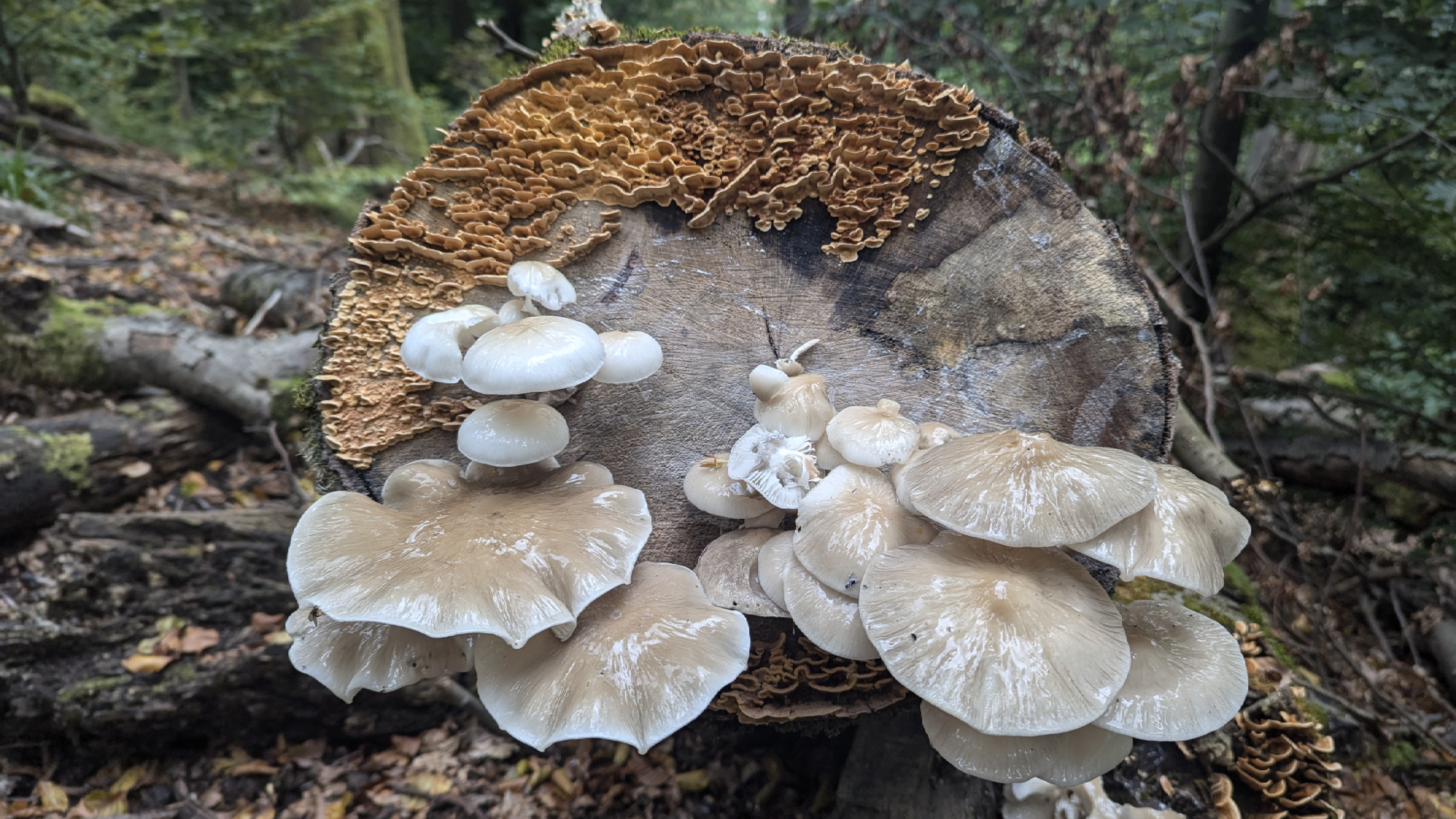Fungi